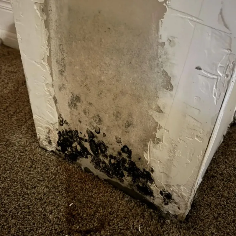 Professional Mold Removal in North Patchogue, NY
